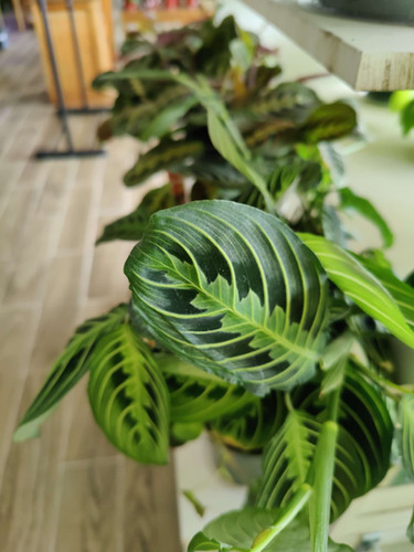 Maranta Lemon Lime