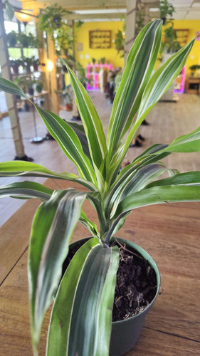 Dracaena Warneckii Lemon Lime