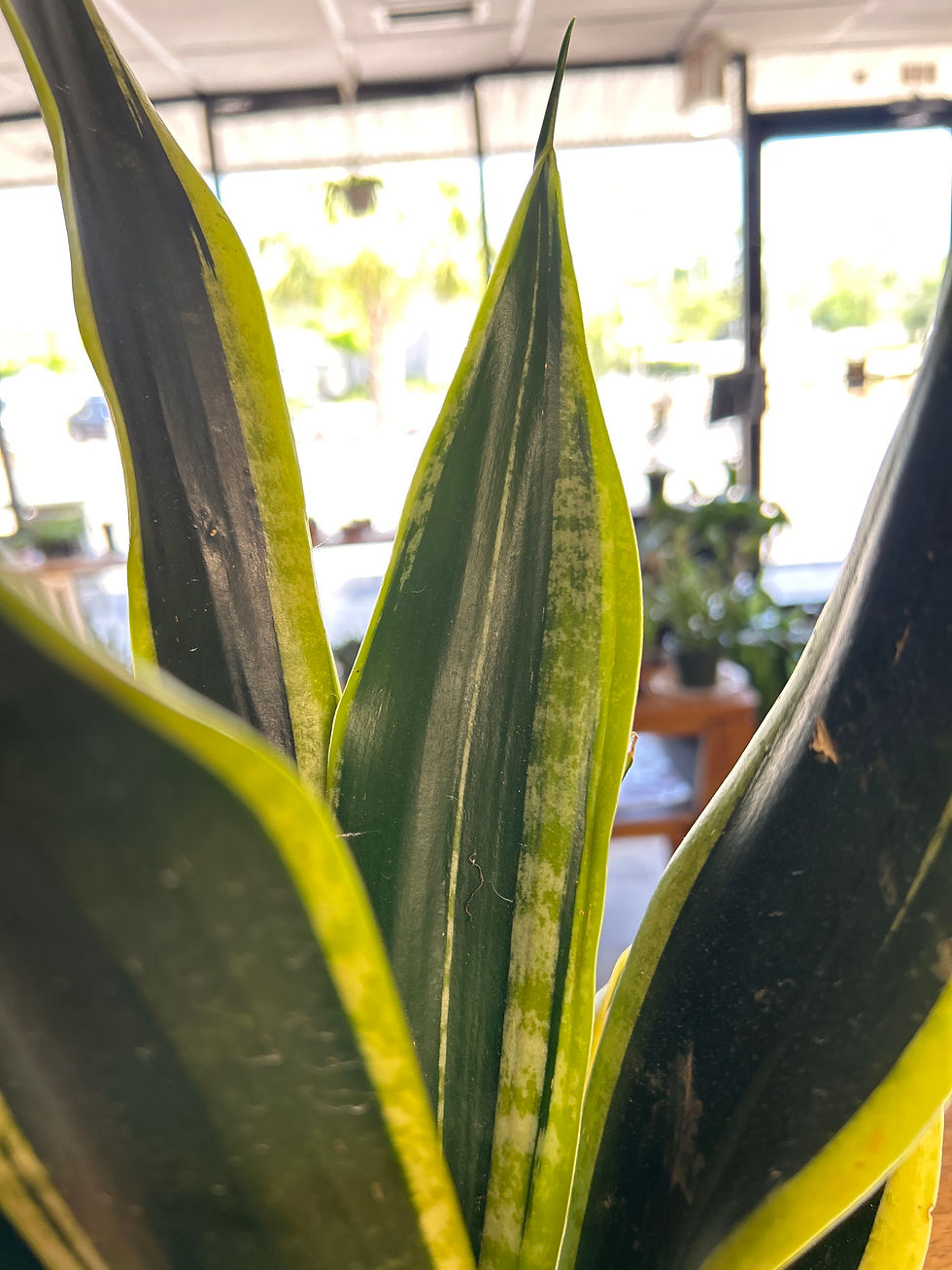 Thumbnail: Sansevieria Black Gold