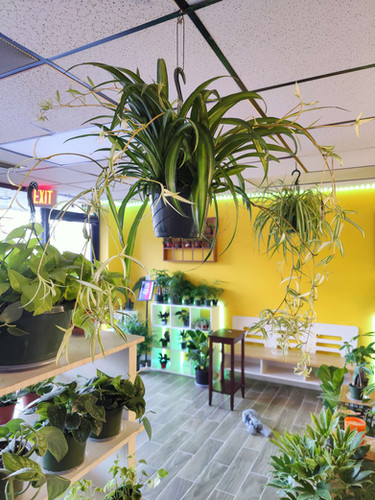 Spider Plant (Hawaiian)