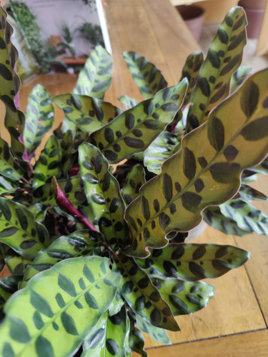 Calathea Lancifolia Rattlesnake