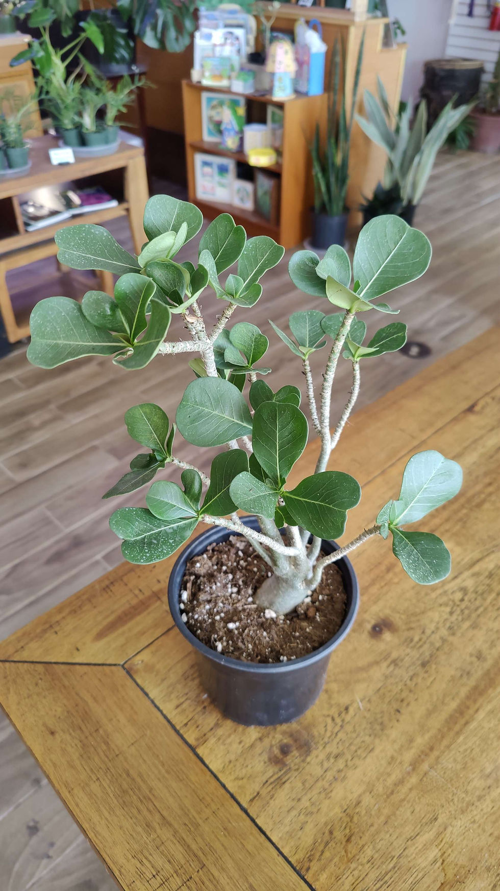Thumbnail: Desert Rose