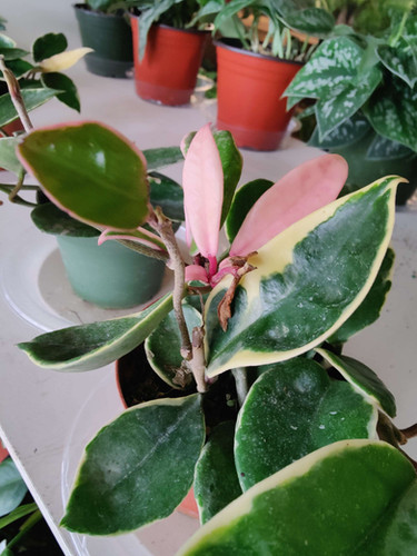 Hoya Krimson Queen