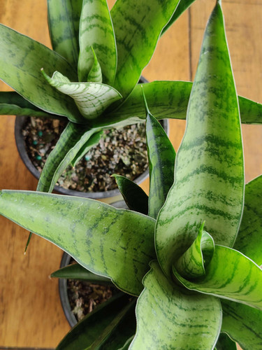 strelitzia nicolai bloem Artificial Strelitzia Nicolai Plant | 180 cm