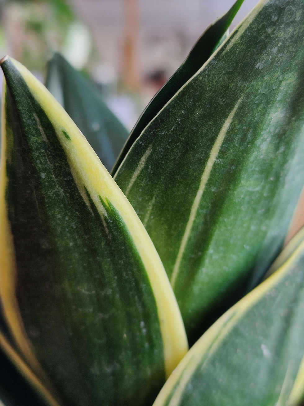 Miniatura: Sansevieria Hahnii Bird's Nest Black Star