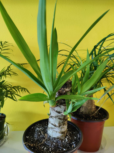 Yucca