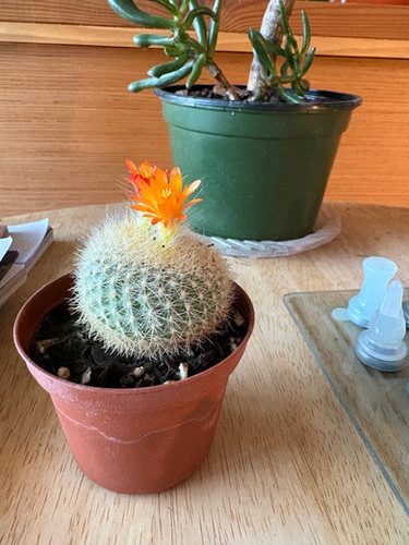 Parodia haselbergii Scarlet Ball Cactus