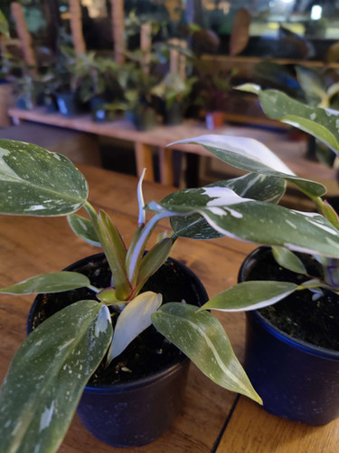 Philodendron White Princess