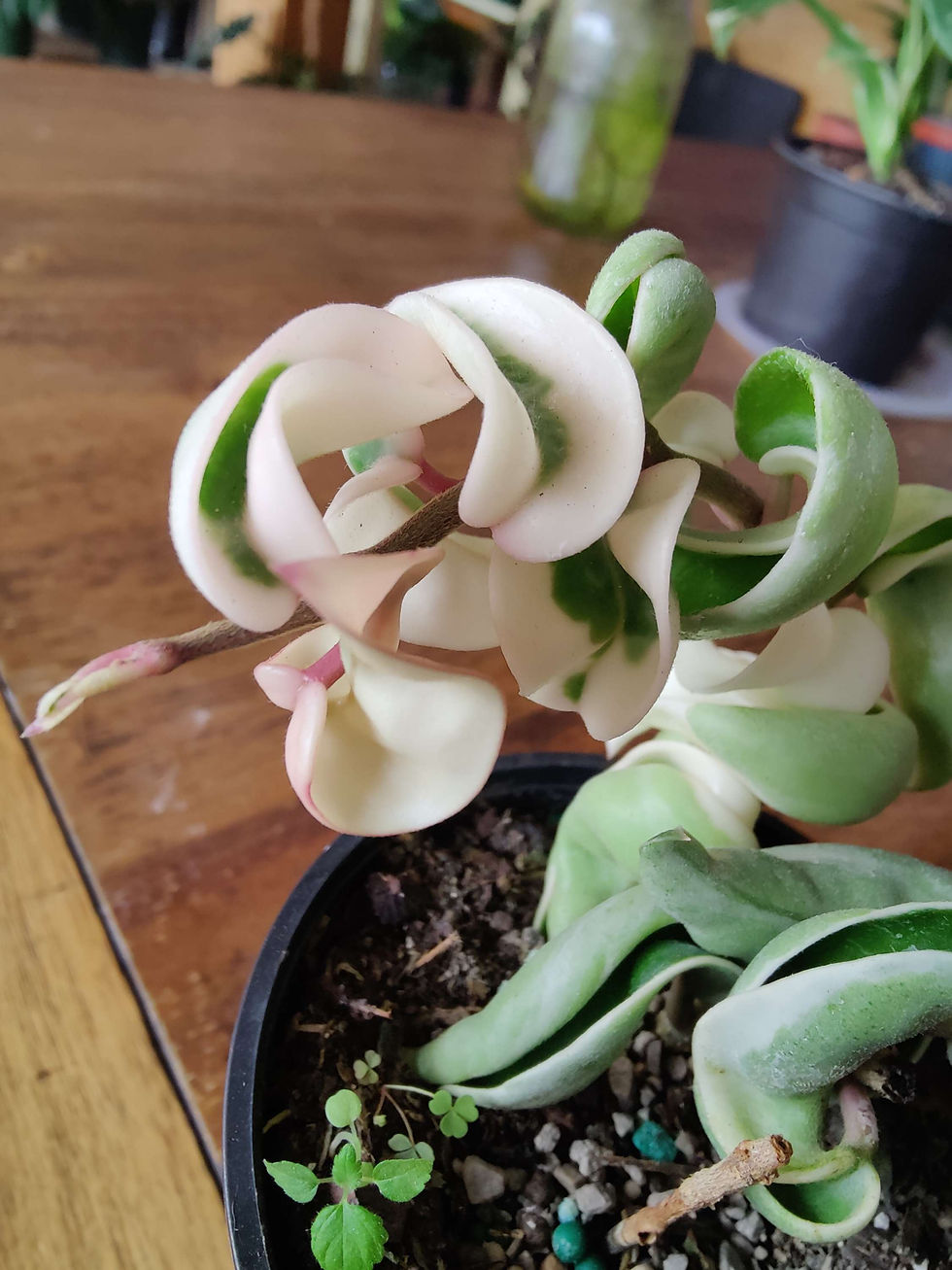 Miniatura: Hoya Compacta Rope (Variegated)