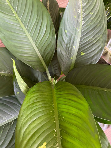 indoor plant fertilizer Houseplant Food 16oz Concentrated Fertilizer for Pothos, Monstera And More - All Purpose Indoor Plant Food - Makes Up To 80+ Gallons main image 0