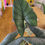 Miniatura: Alocasia Bisma
