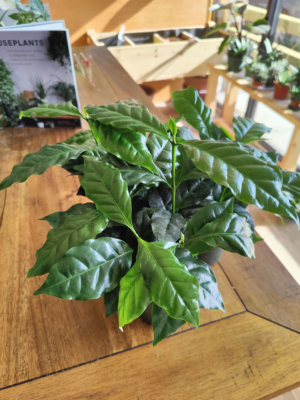Miniatura: Coffee Plant Arabica