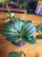Thumbnail: Peperomia Raydiance