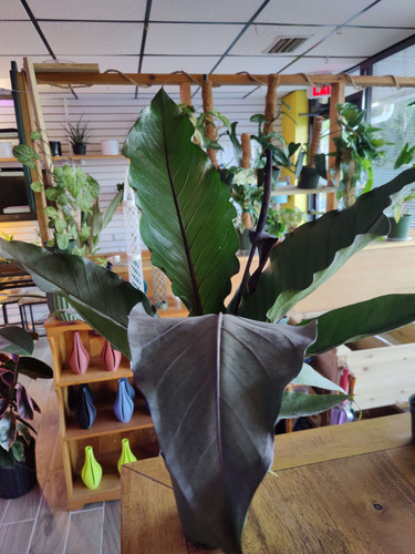 fiddle leaf fig tree outside Fiddle Leaf Fig Tree for Sale