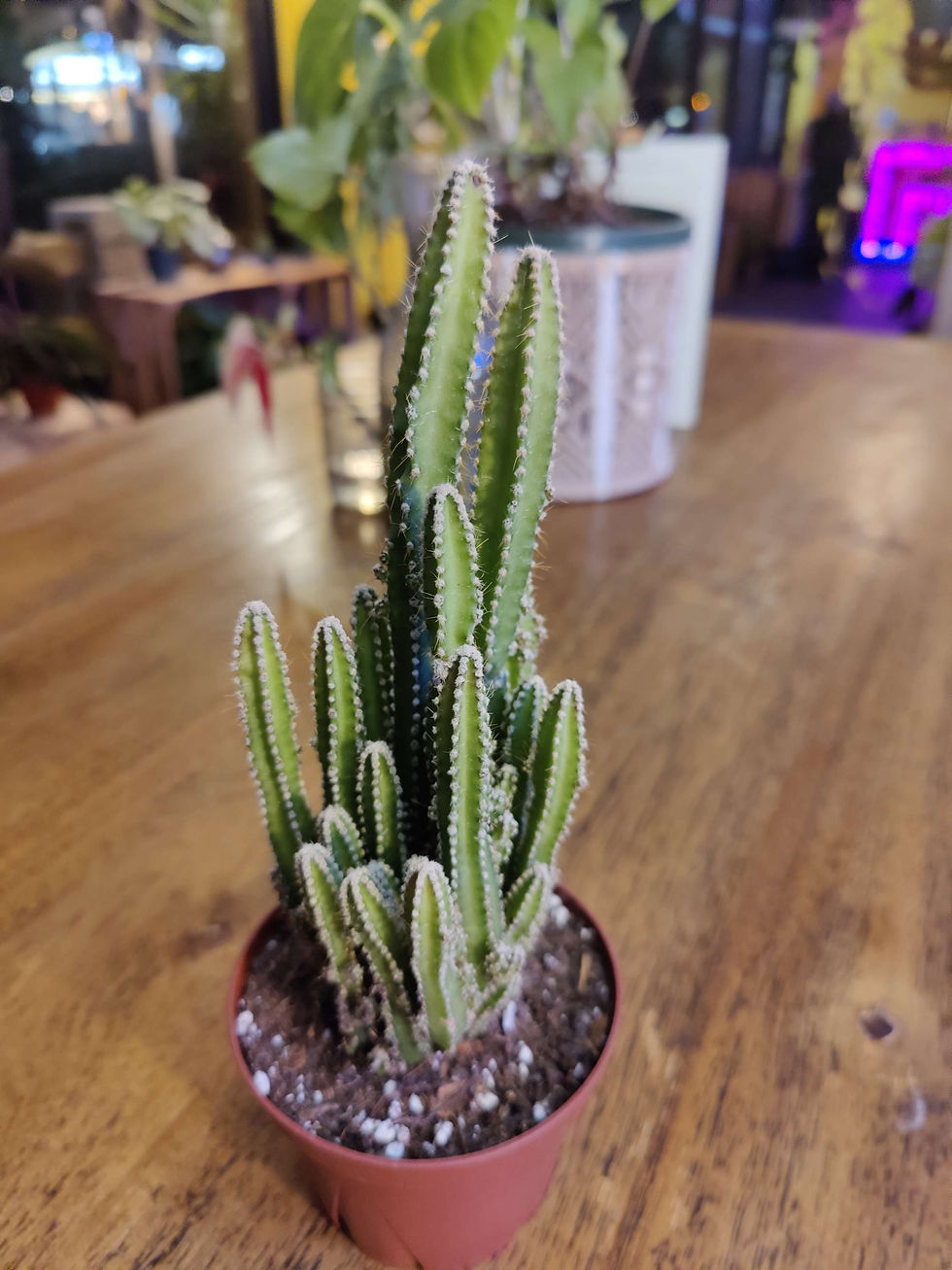 Miniatura: Fairy Castle Cactus 