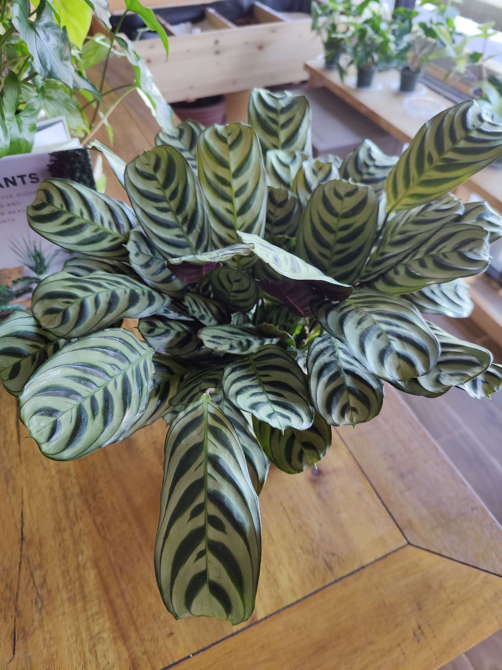 Miniatura: Calathea Burle Marx Fishbone