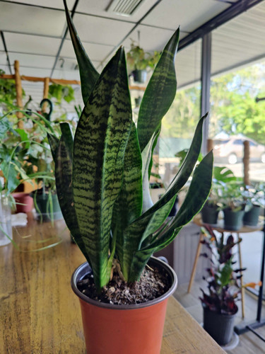 Sansevieria Zeylanica