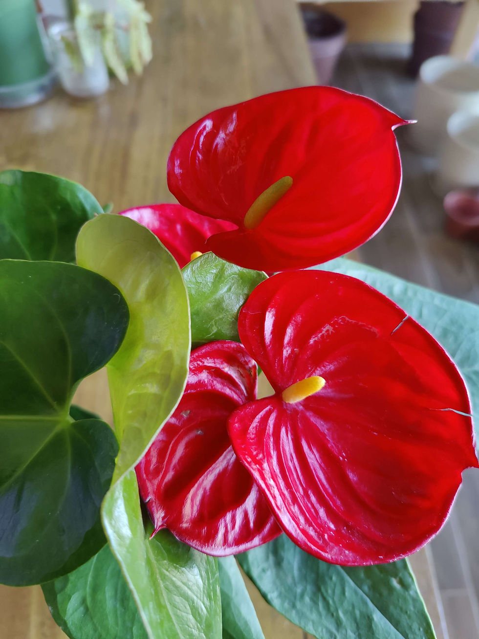Thumbnail: Anthurium Kozohara