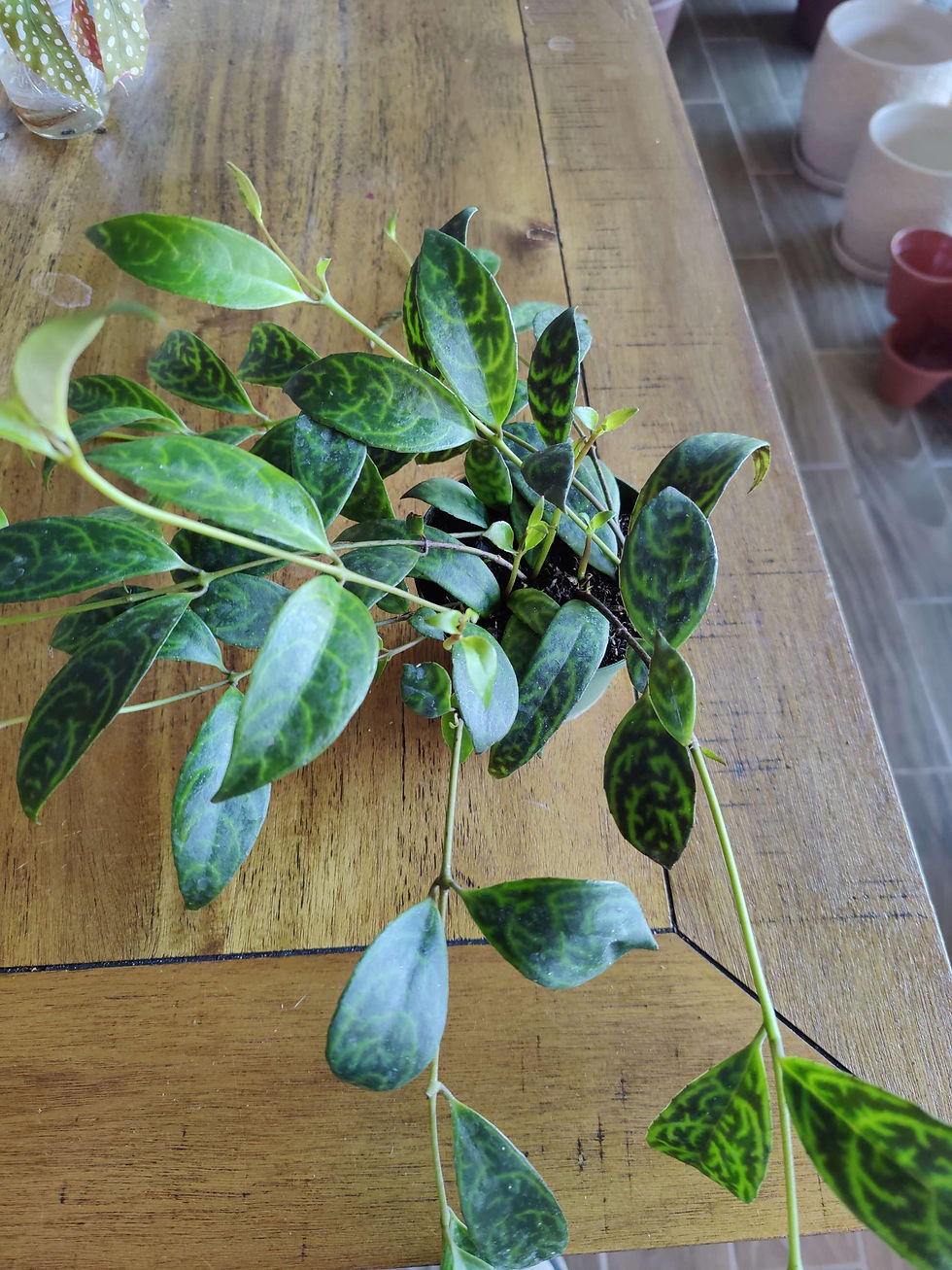 Lipstick Plant Black Pagoda