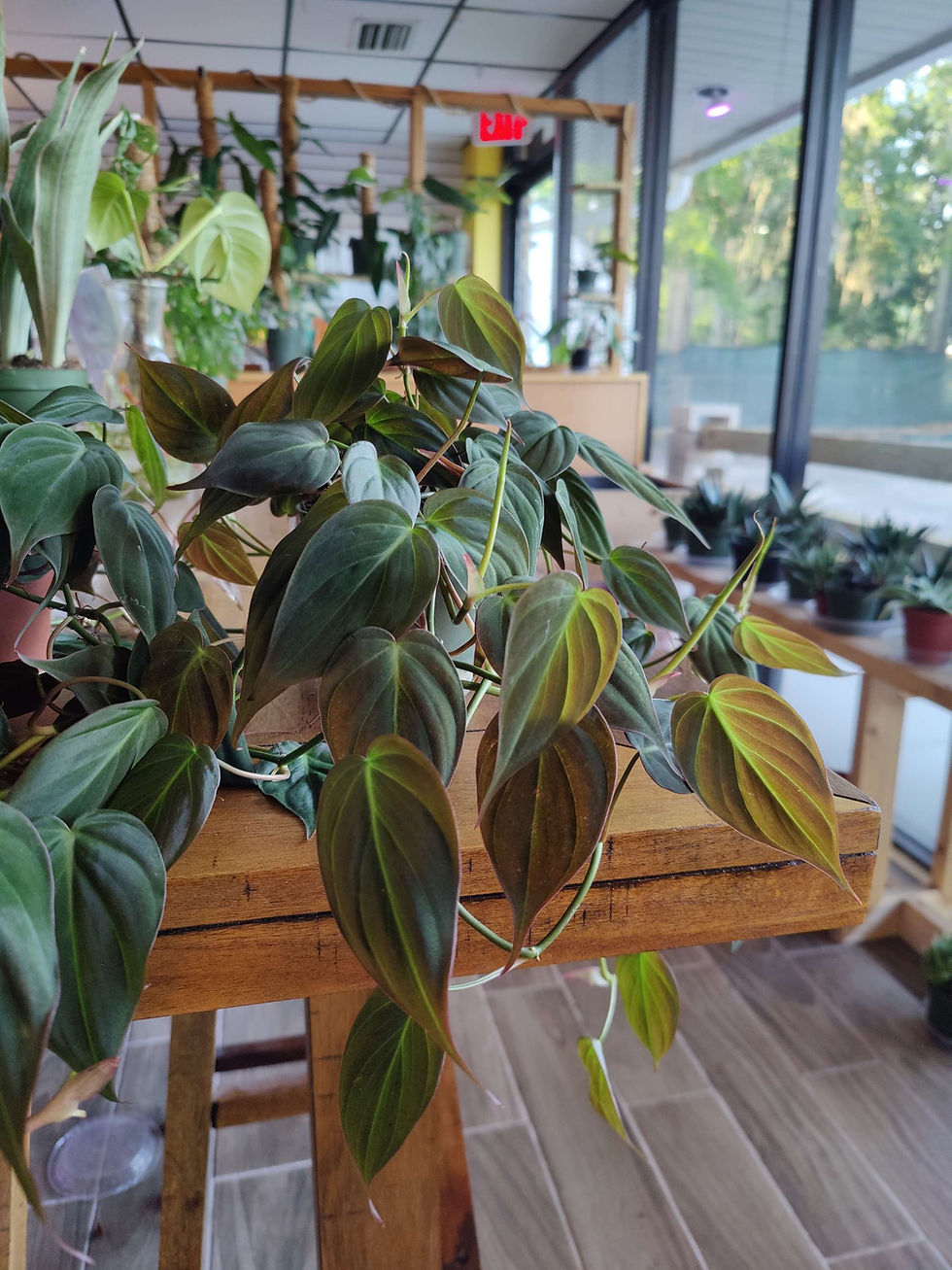 Miniatura: Philodendron Micans 