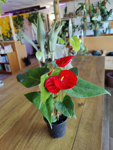 Anthurium Kozohara