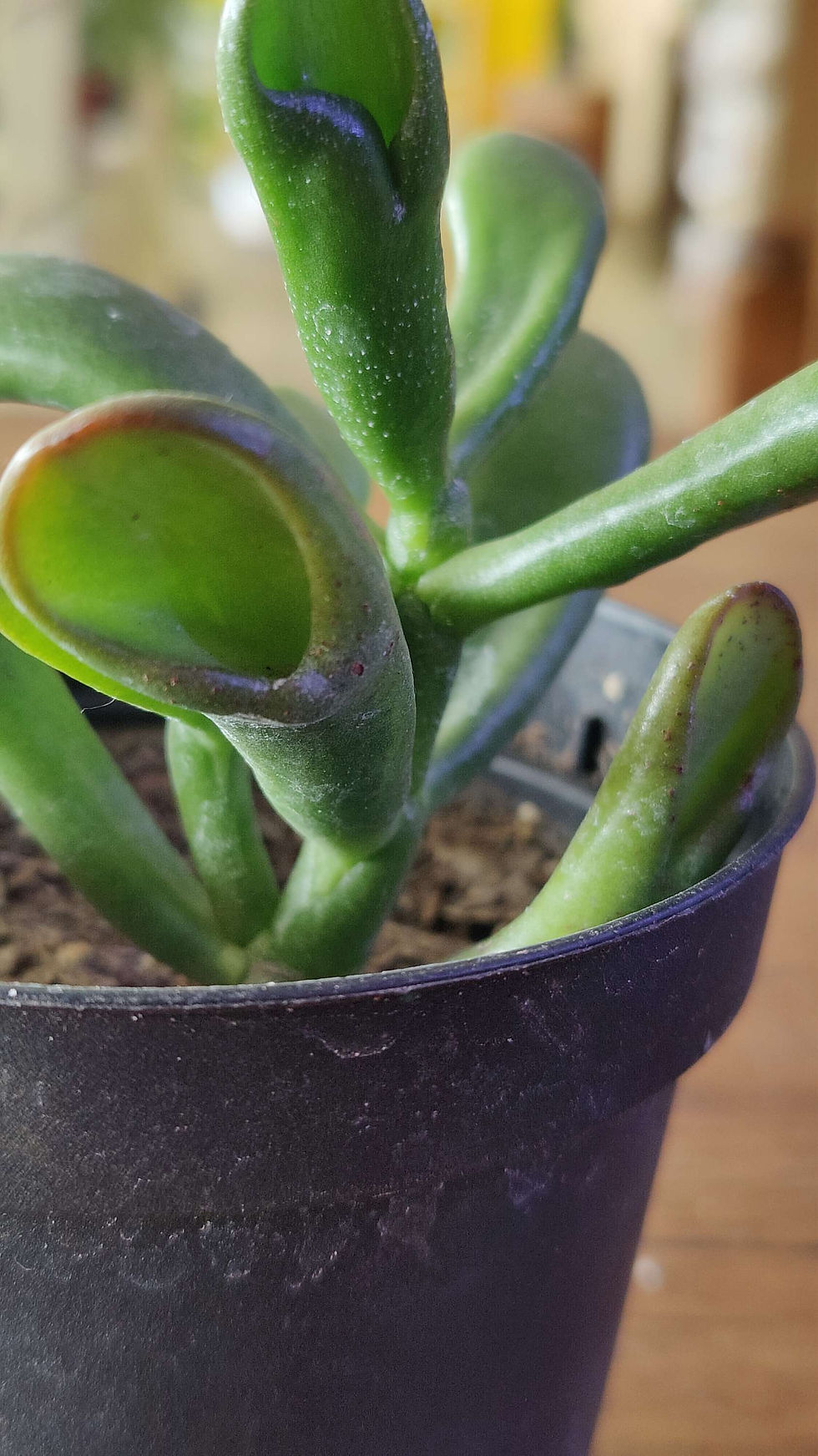 Thumbnail: Gollum (Jade Tree)