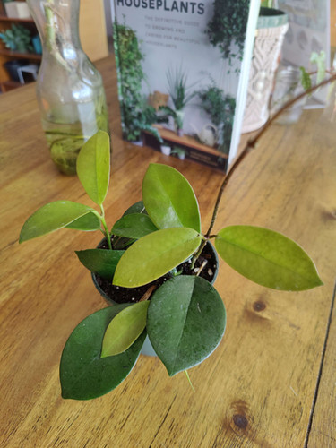 Hoya Australis