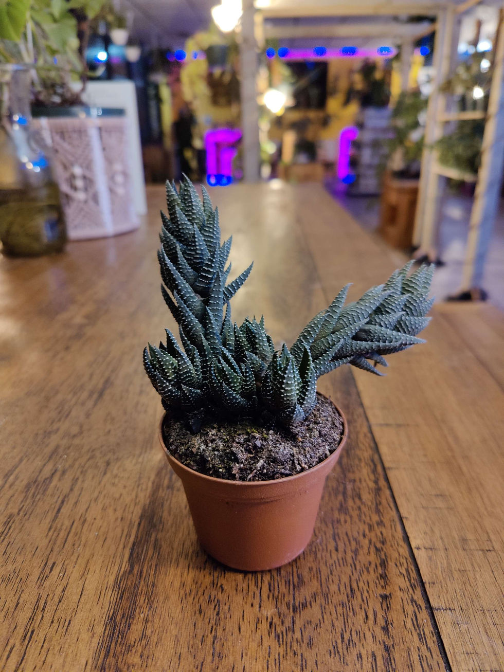 Miniatura: Crowded Haworthia Reinwardti