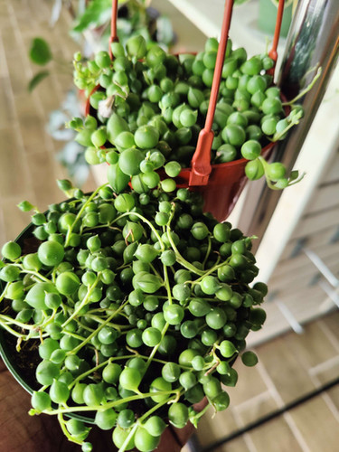 String of Pearls