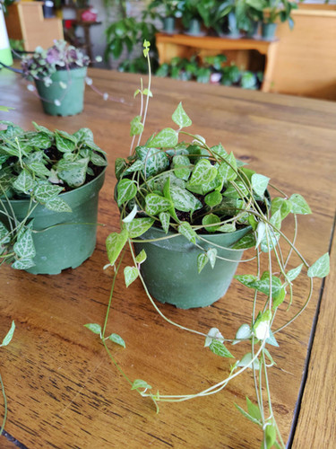 String of Arrows Spades (Heart)