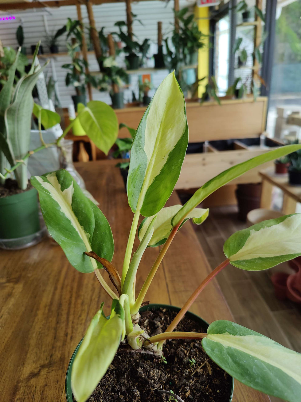 Miniatura: Philodendron Thai Sunrise