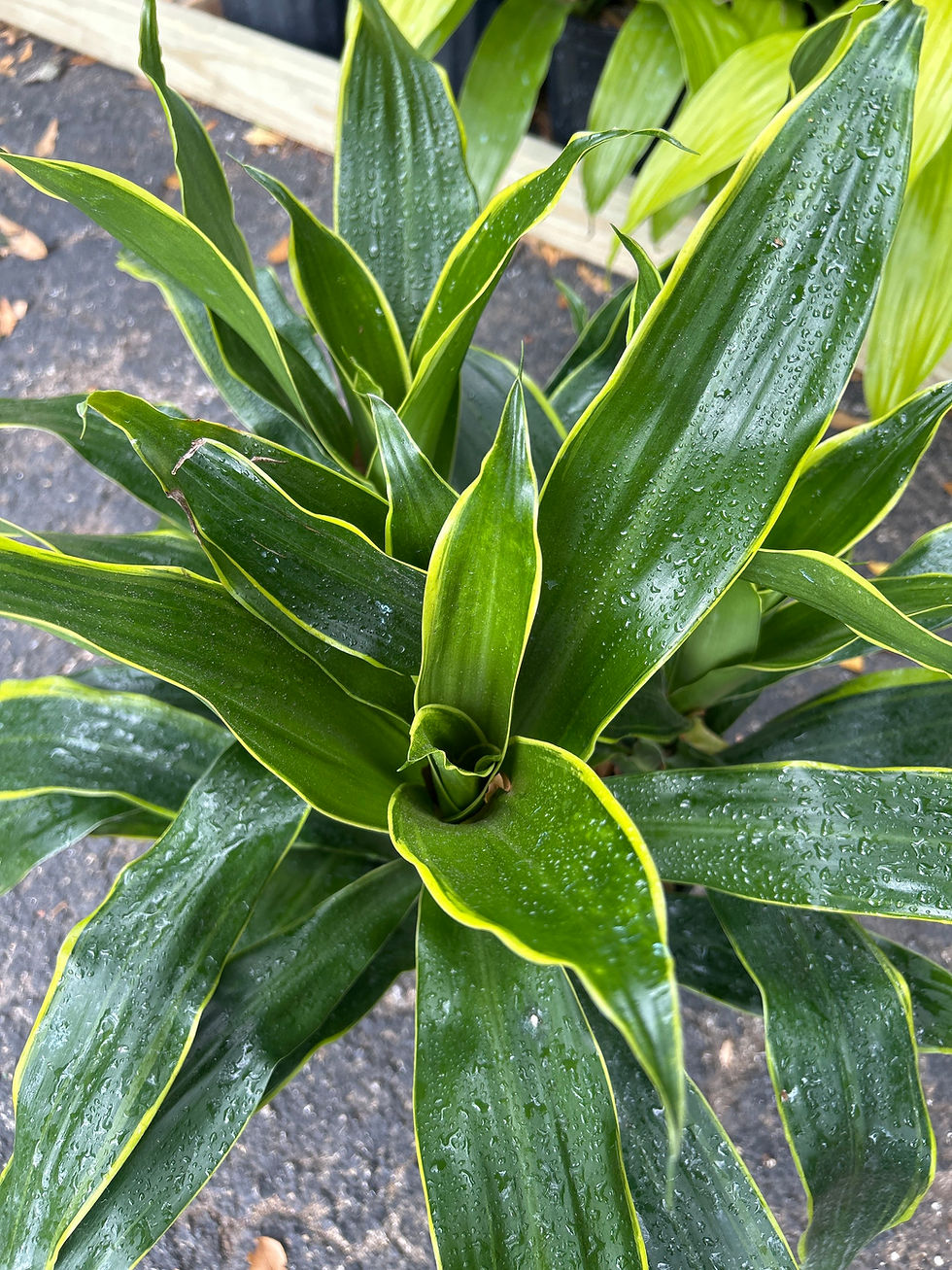 Miniatura: Dracaena Art Carmen