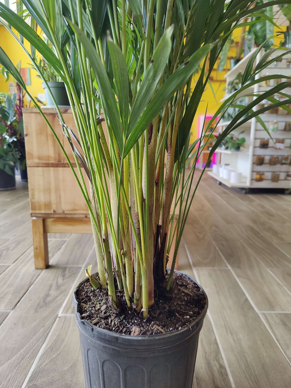 Miniatura: Areca Palm