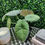 Thumbnail: Alocasia Maharani