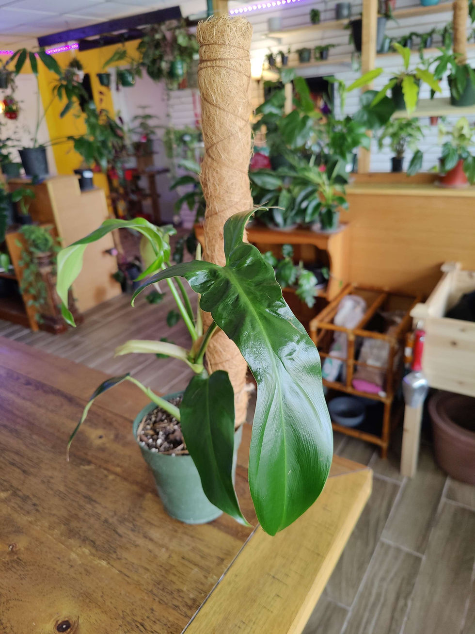 Miniatura: Philodendron Mexicanum 