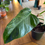 Thumbnail: Philodendron Golden Dragon Mottled