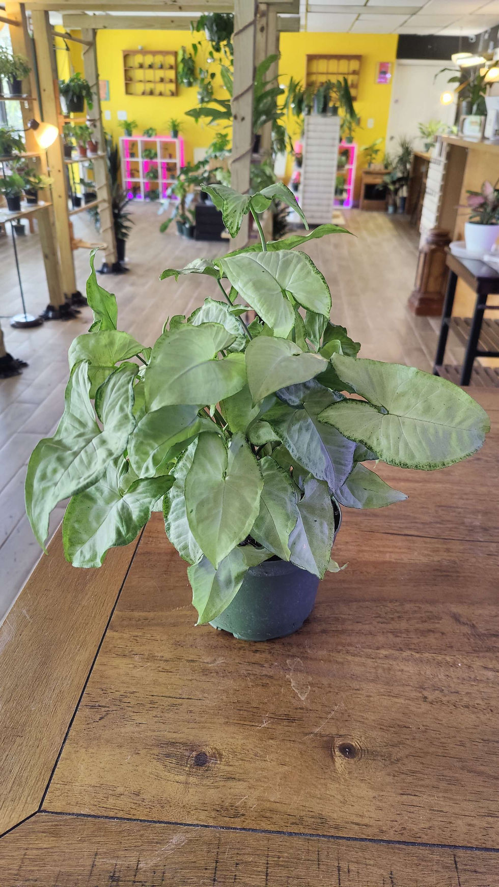 Syngonium White Butterfly