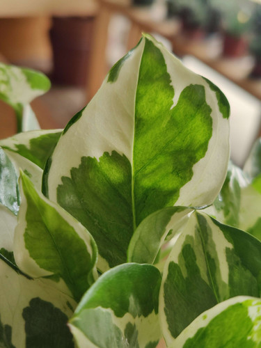 Jade & Pearl Pothos