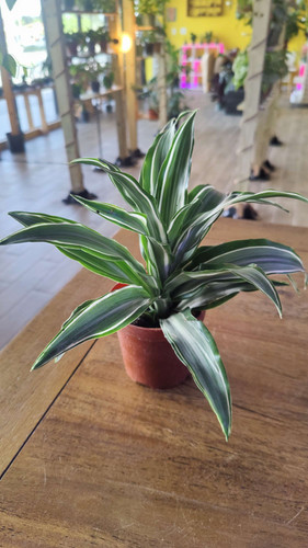 where do you buy air plants Tillandsia Albida minor