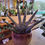Thumbnail: Sansevieria Starfish