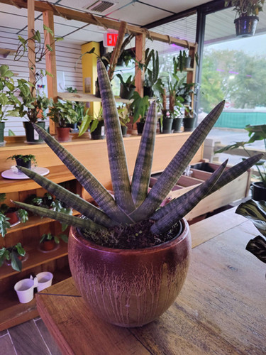 Sansevieria Starfish