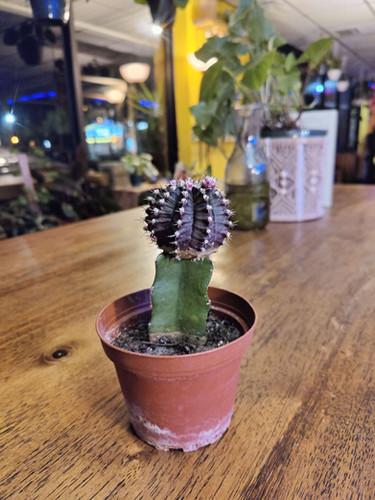 Grafted Moon Cactus