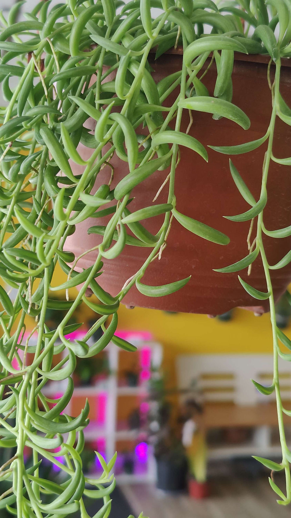 Thumbnail: String of Bananas 