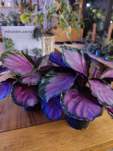 Calathea Roseopicta Rosy