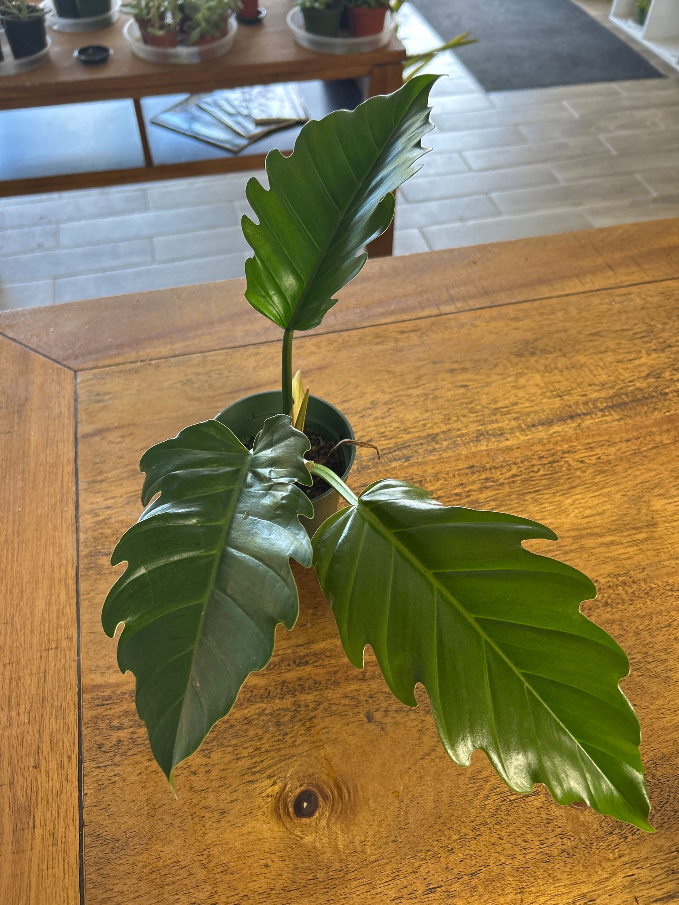 Philodendron Pluto