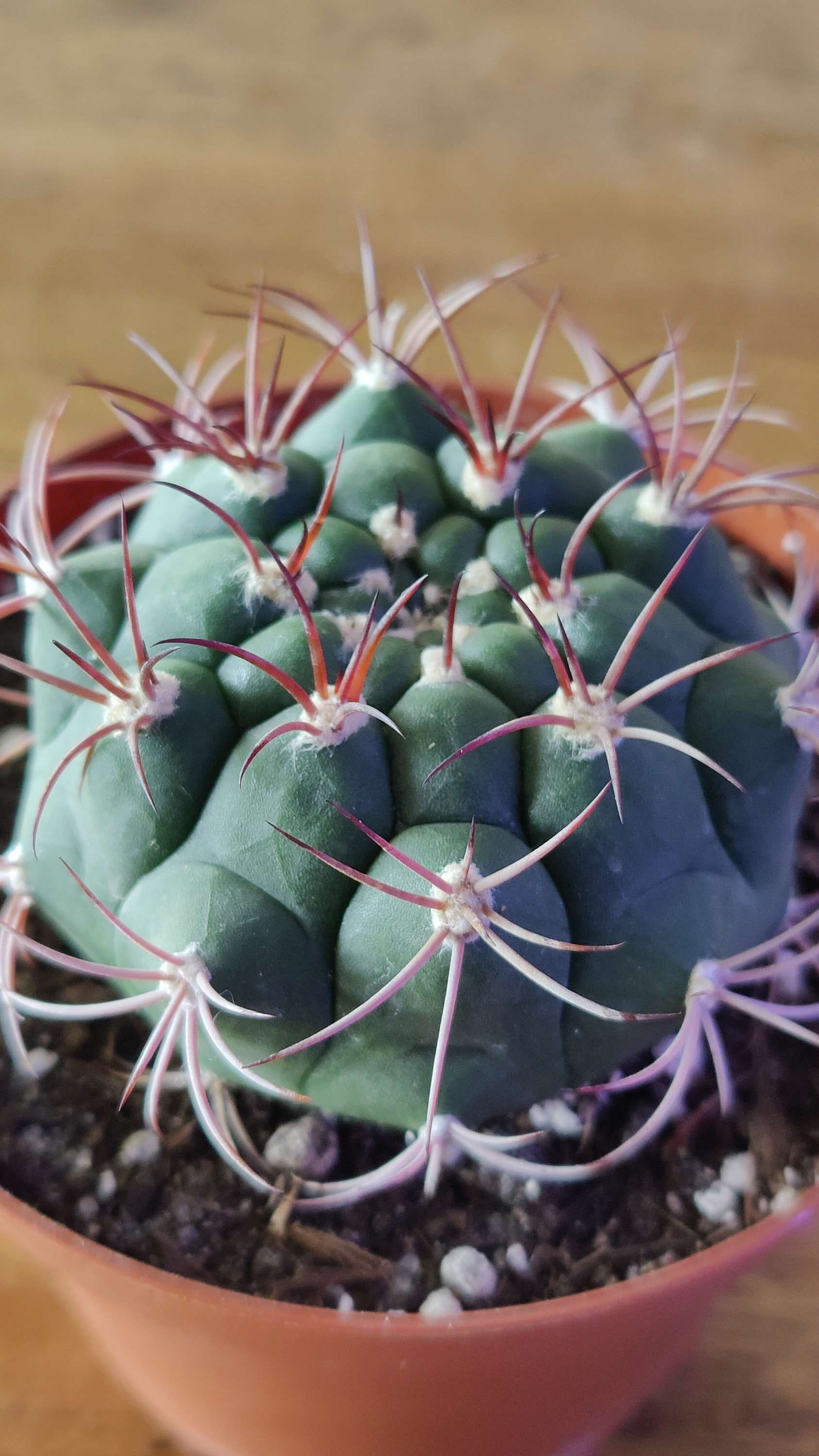 Chin Cactus