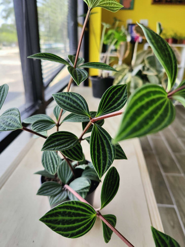 Peperomia Stilt