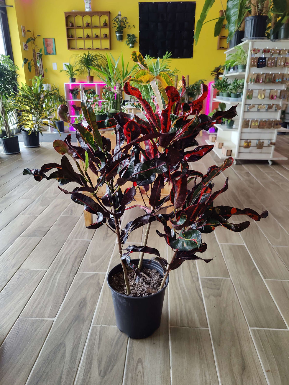 Thumbnail: Croton Mammy 