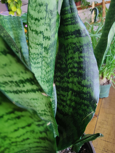 Sansevieria Robusta