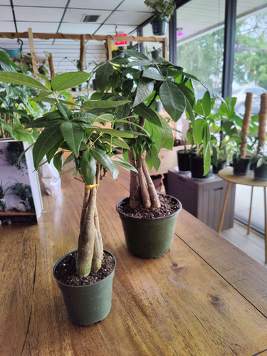 Money Tree